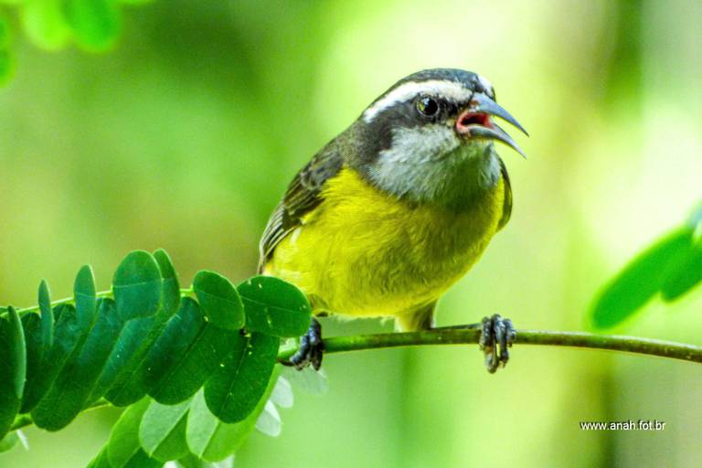 Sebinho ou Cambacica