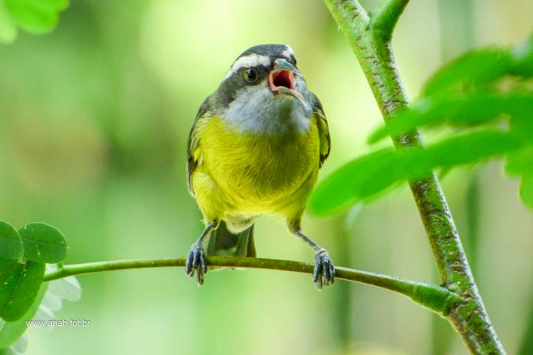 Sebinho ou Cambacica