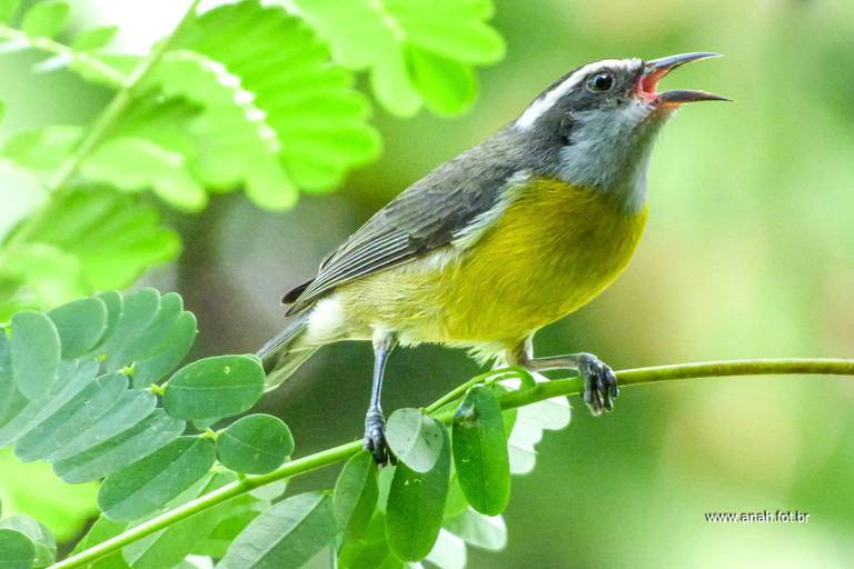 Sebinho ou Cambacica