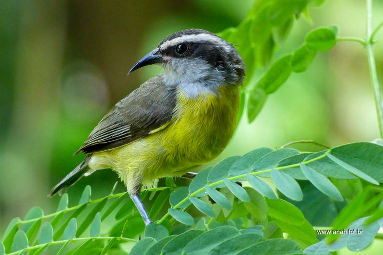 Sebinho ou Cambacica