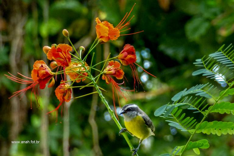 Sebinho ou Cambacica