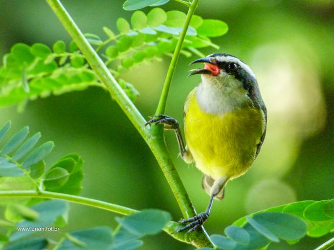 Sebinho ou Cambacica