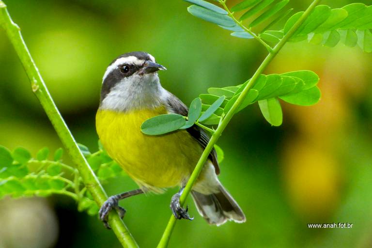 Sebinho ou Cambacica