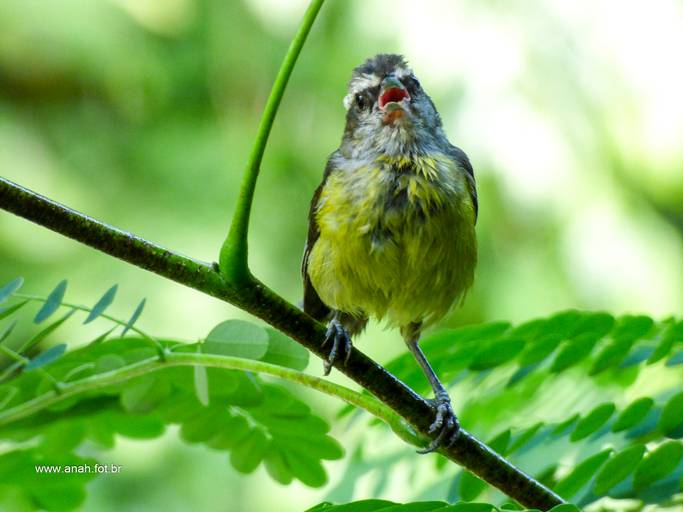 Sebinho ou Cambacica
