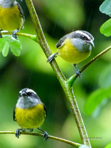 Sebinho ou Cambacica