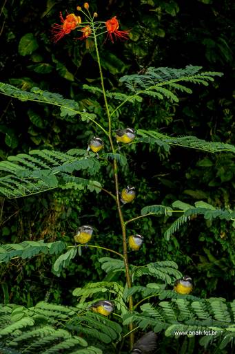 Sebinho ou Cambacica