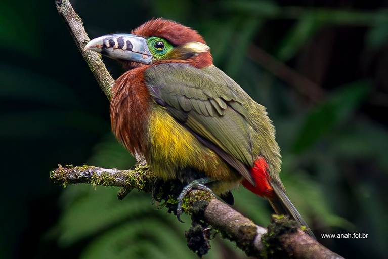 Tucano Araçari-Poca