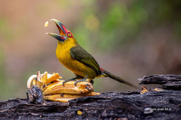 Tucano Araçari-banana