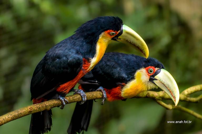 Tucano-do-bico-verde