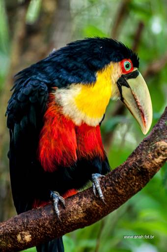 Tucano-do-bico-verde