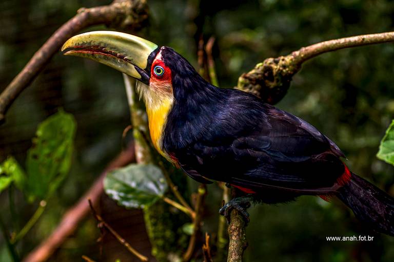 Tucano-do-bico-verde