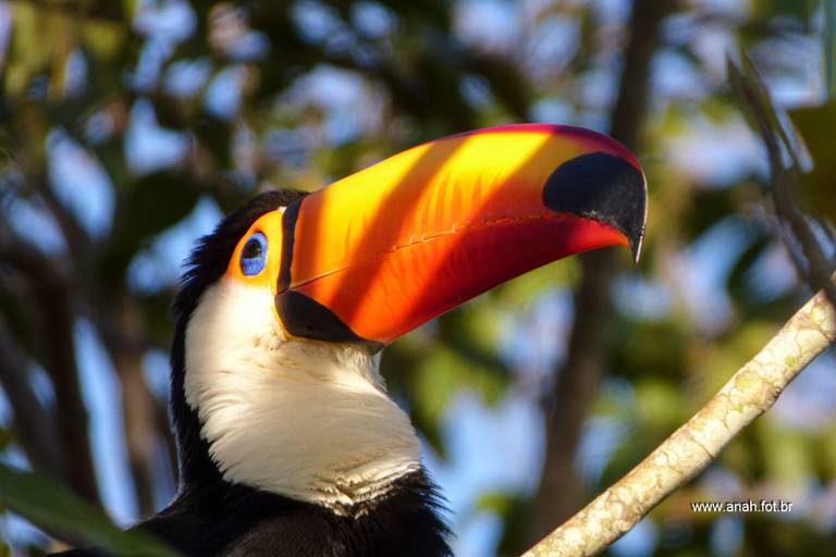 Tucano-toco
