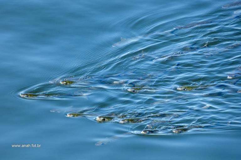 Cardume de tainhas no inverno - costão da praia das conchas