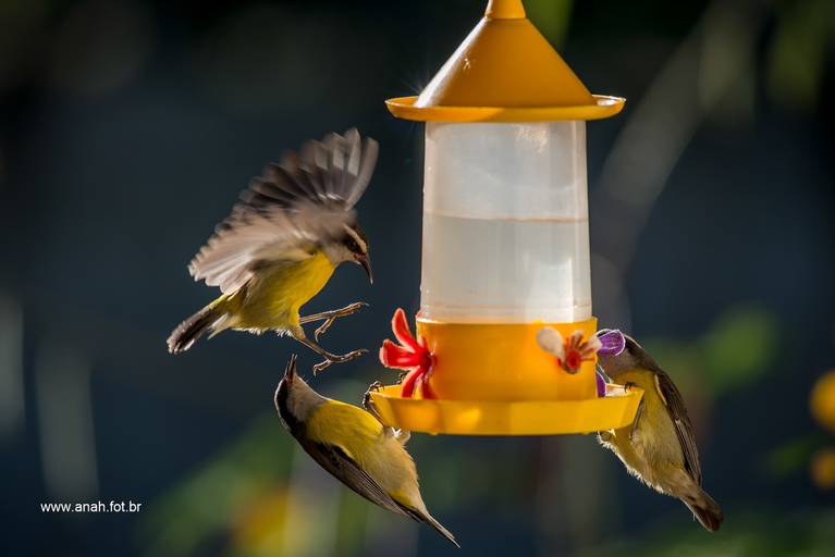 Vivendas do Tenório