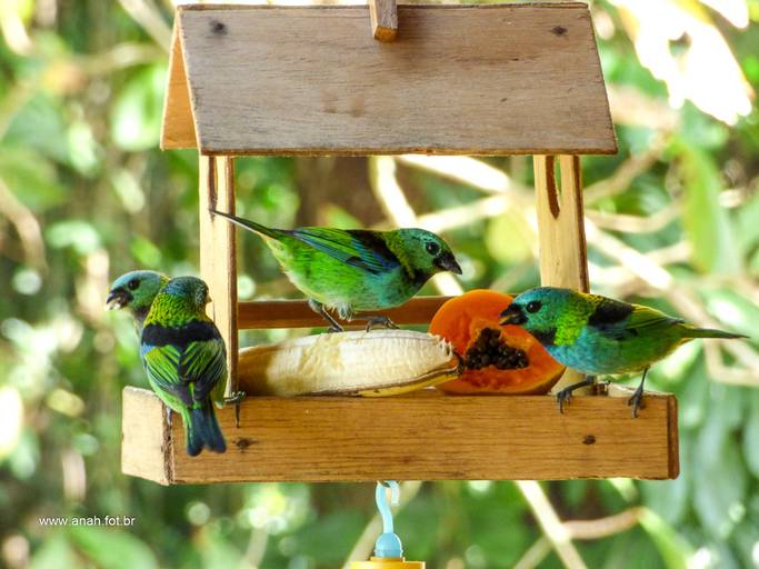 Vivendas do Tenório