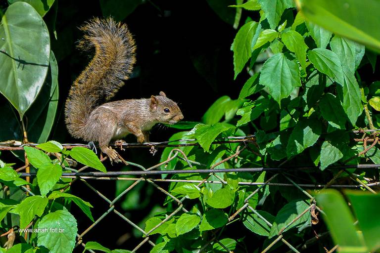 Vivendas do Tenório