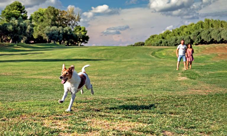 foto mascota aiguesverds