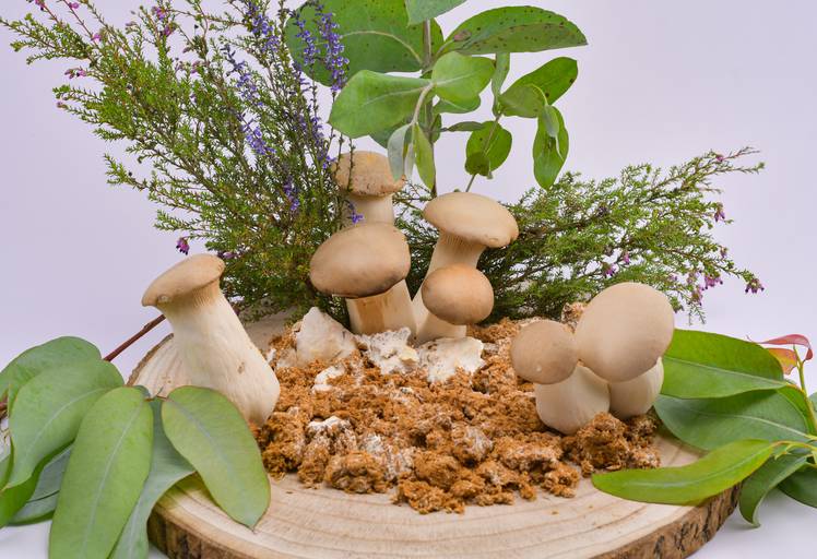 #fotodeproduto #cogumelos #foto de estúdio 