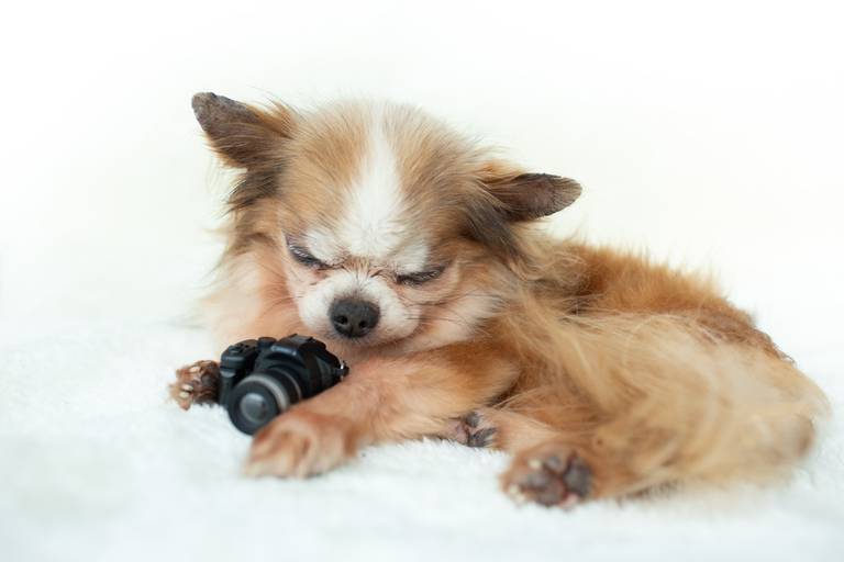 Fotografia de pets em Ilha da Madeira, Funchal, no Estúdio Valquiria Abreu Fotografia