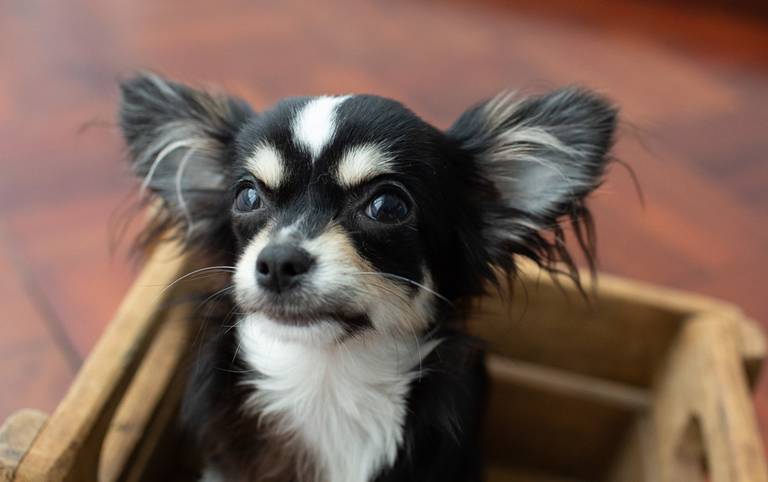 Fotografia de pets em Ilha da Madeira, Funchal, no Estúdio Valquiria Abreu Fotografia