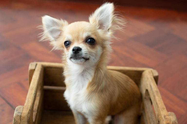 Fotografia de pets em Ilha da Madeira, Funchal, no Estúdio Valquiria Abreu Fotografia