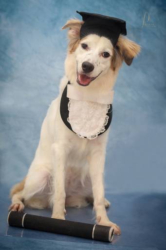 Aluno 
Petprimespaeresort