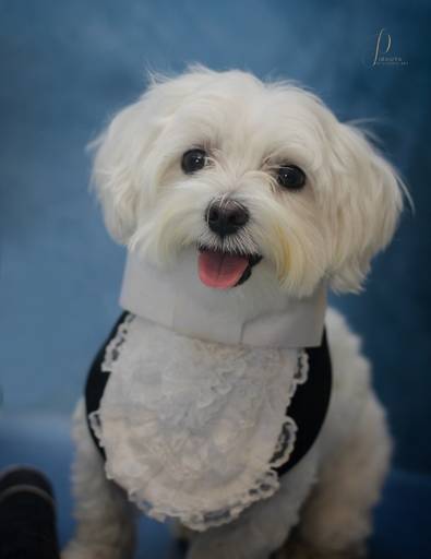 Aluno 
Petprimespaeresort