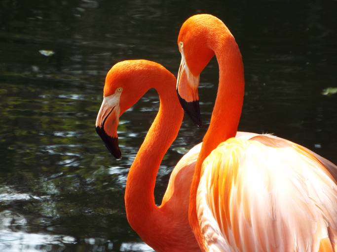 Zoológico de Sorocaba - SP