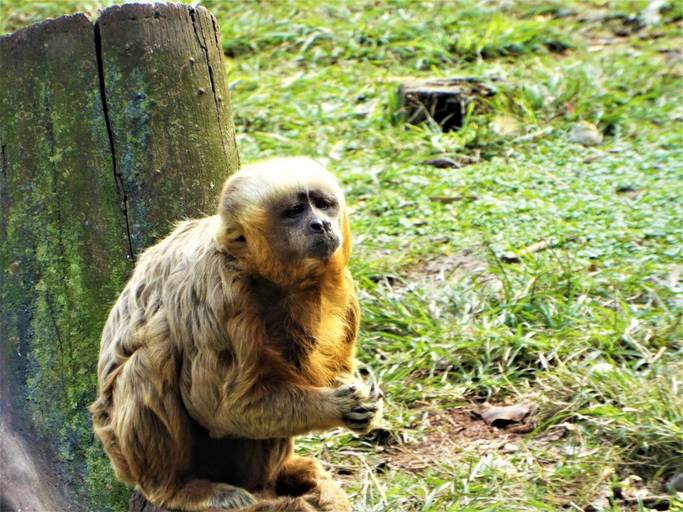 Zoológico de Sorocaba - SP