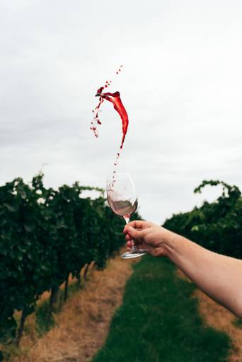 taça de vinho vale dos vinhedos vinho no ar vinho tinto 