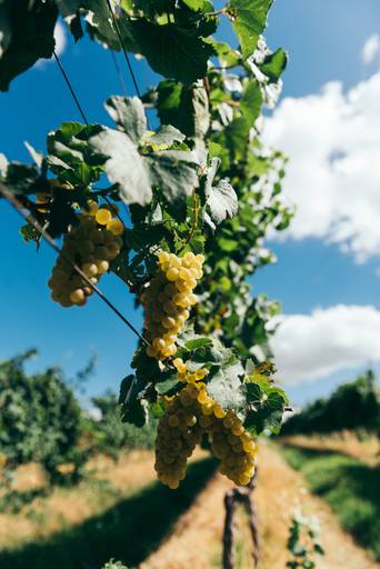 uva branca maduração de uva parreiral colheita da vindima