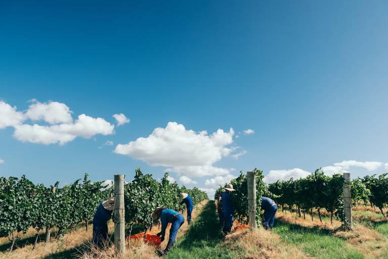 uva branca maduração de uva parreiral colheita da vindima