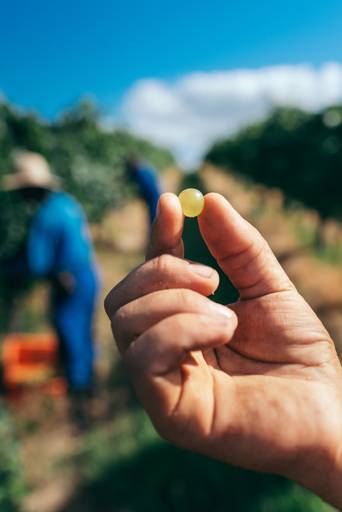 uva branca maduração de uva parreiral colheita da vindima grão de uva branca 