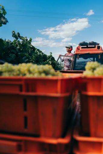 uva branca maduração de uva parreiral colheita da vindima caixa de uva trator 