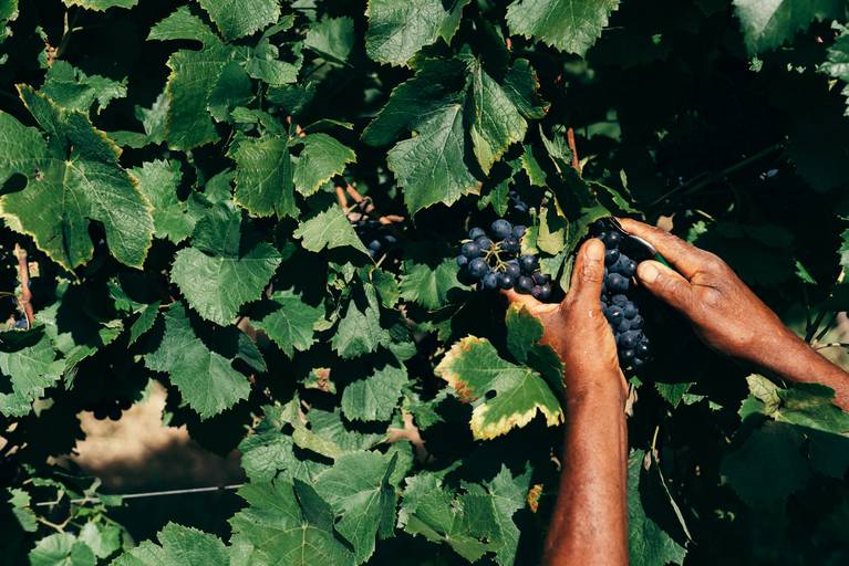 uva na parreira videira colheita de uva uva bordo vinho tinto mão de obra da vitivinicultura  