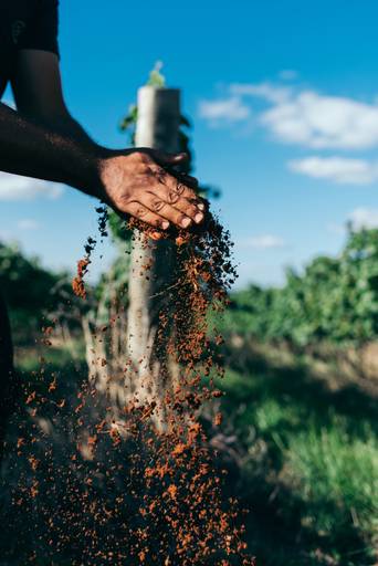 solo fértil solo da campanha vinícola salton 