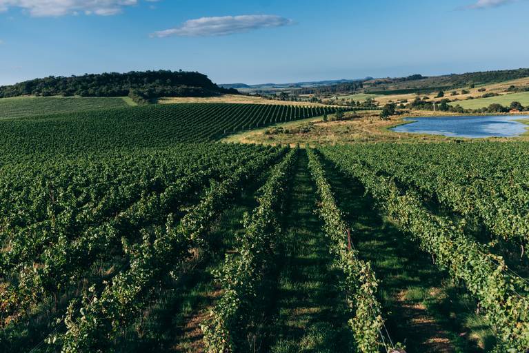 videiras da campanha vinícola salton região uva e vinho parreiral 