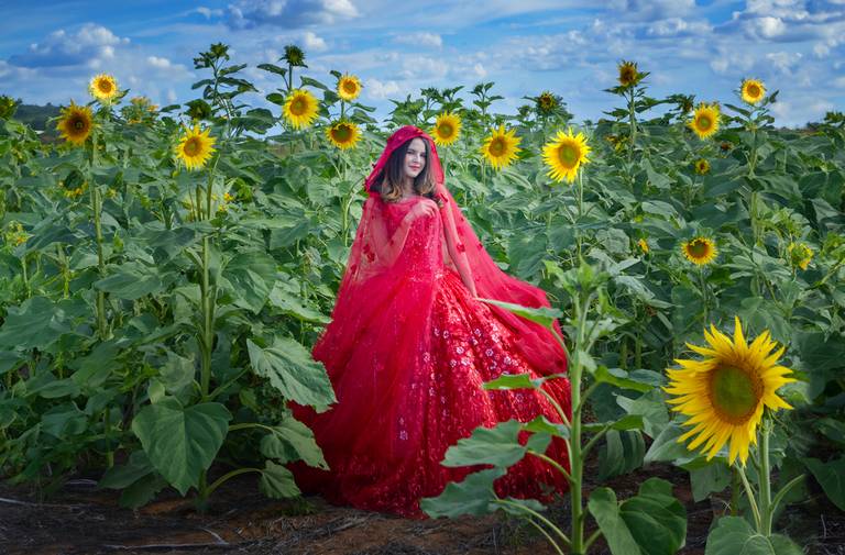 Book fotográfico nos girassóis