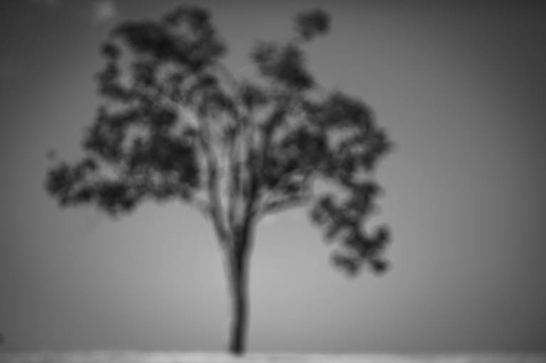 árvore - Disponíveis em tamanhos A5 a A0