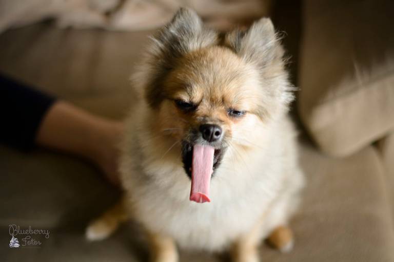 cachorro com a língua enorme para fora