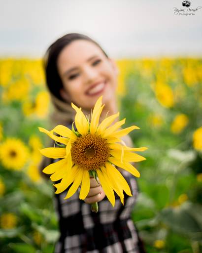 campo de girassóis fotos nos girassóis, flores, ensaio fotográfico,canon, fotografia, photoshop, 