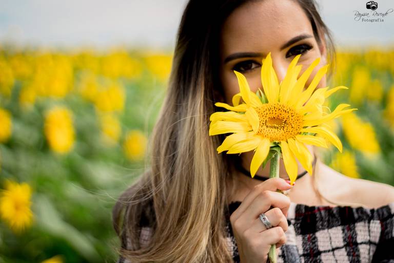 campo de girassóis fotos nos girassóis, flores, ensaio fotográfico,canon, fotografia, photoshop, 