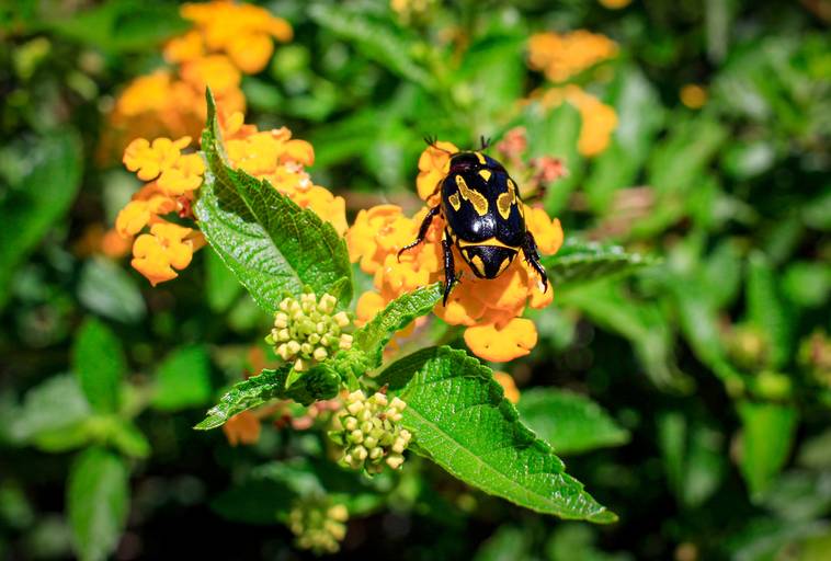 Besouro sobre flor amarela - Holambra/SP
Laura Cahen
