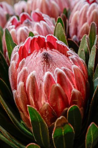 Flor Rosa com textura - Holambra/SP
Laura Cahen