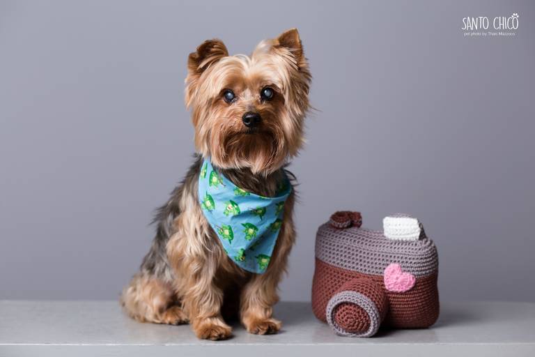 santo chico fotografo pet ensaio pet campinas estudio schnauzer
