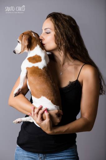 santo chico fotografo pet ensaio pet campinas estudio Dachshund