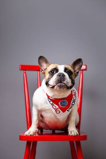 pet thais mazzoco fotografia cenario fotografia fotografo pet book estudio campinas stella modern family