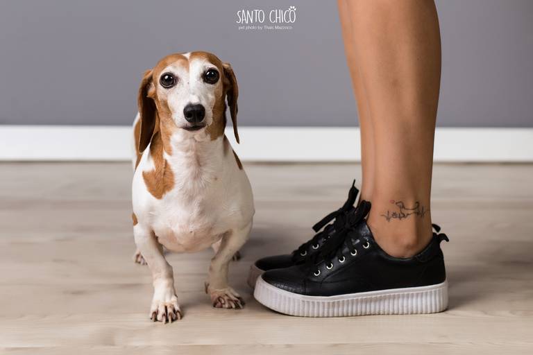 santo chico fotografo pet ensaio pet campinas estudio Dachshund