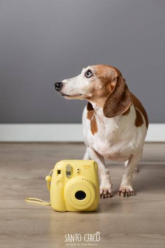 santo chico fotografo pet ensaio pet campinas estudio Dachshund