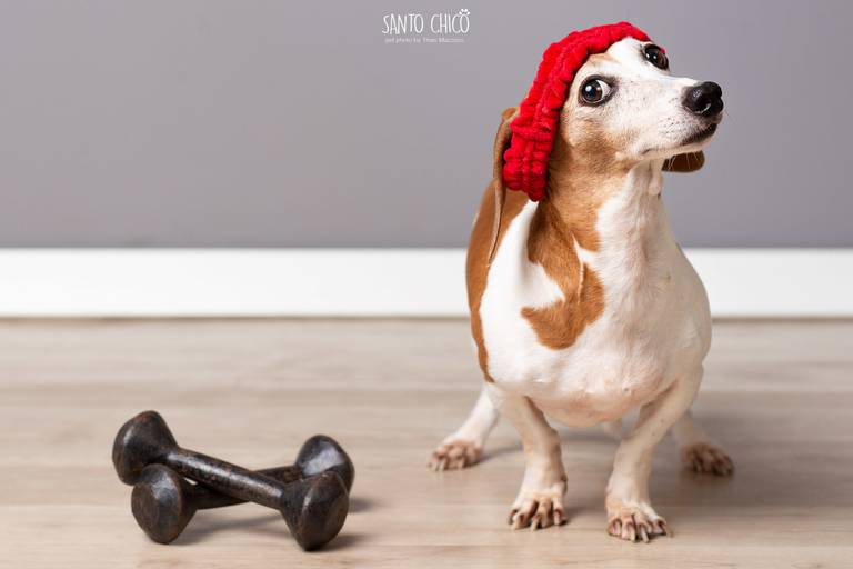 santo chico fotografo pet ensaio pet campinas estudio Dachshund